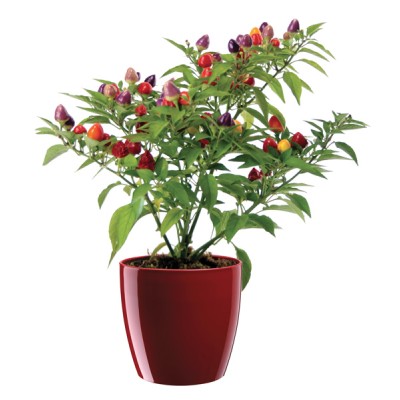 Vaso rio 15 d.14 h.13 rosso