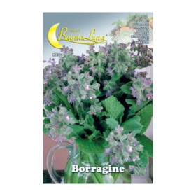 SEMI ORTO BORRAGINE