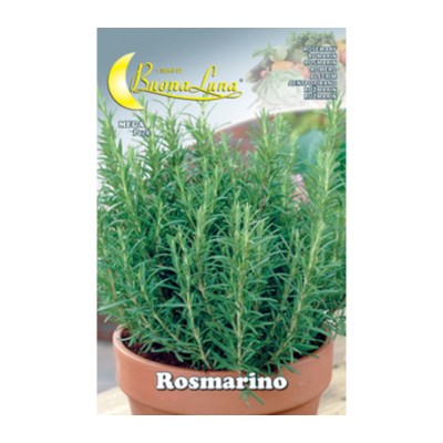 SEMI ORTO ROSMARINO
