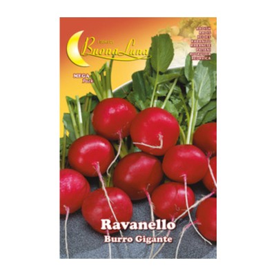 SEMI ORTO RAVANELLO GIGANTE