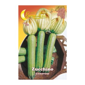 SEMI ORTO ZUCCHINO GENOVESE