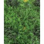 Sempreverde siepe verticale mt.1x1 decorativa da parete